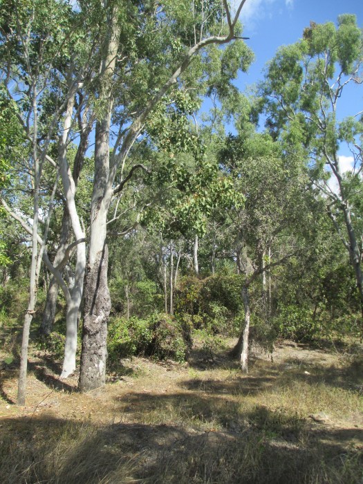 Image 2. Bush on Portion 104. Now Stockland's North Shore. The slope of the land as it drains into Saunders Creek is apparent, starting in the lower left hand corner of the photo.