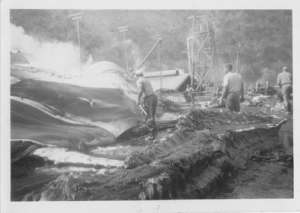 Whaling at Tangalooma