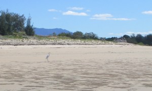 The mouth of Althaus Creek sweeps around the far right of the beach to the mangroves. Eastern Reef Egrets feed in the shallow water.