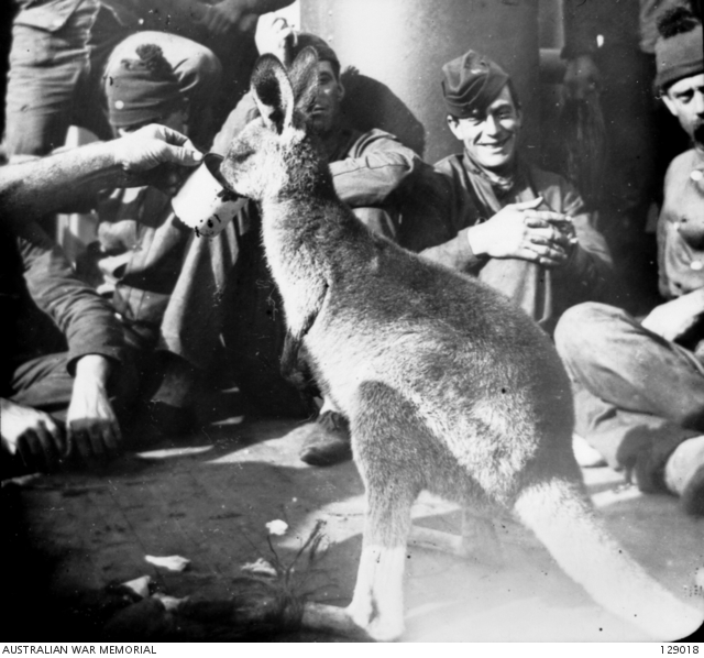 AT SEA. A KANGAROO BEING GIVEN A DRINK ON BOARD A SHIP CARRYING AUSTRALIAN TROOPS BOUND FOR THE SOUTH AFRICAN WAR 1899-1902