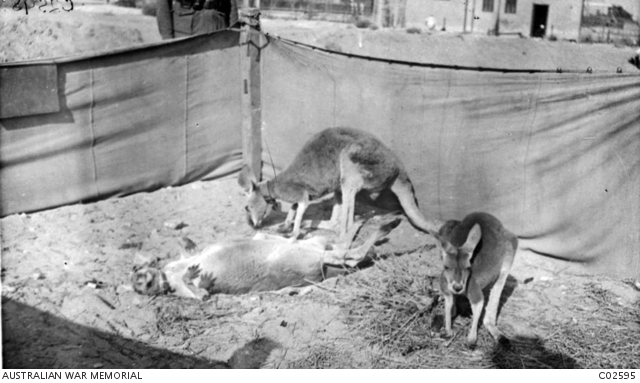 Three kangaroos, the mascots of the 3rd Australian Light Horse Regiment. The kangaroos were a subject of curiosity amongst the local Egyptians.