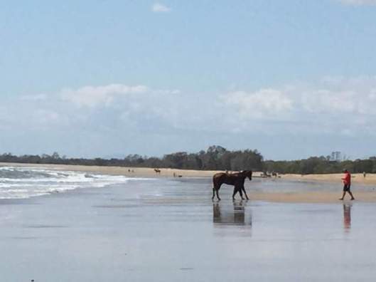 Image 1. Horses on Saunders Beach, taken 2015. From the early 1880s the Saunders family resided at Springfield, a 2 100 hectares property which nowadays takes in the current Saunders Beach. The Saunders used to ride <a href="https://saundersbeachhistoryproject.com/2015/12/31/pioneers-4/" target="_blank">socially</a> on the beach and no doubt George Saunders used to train his racehorses on the beach.